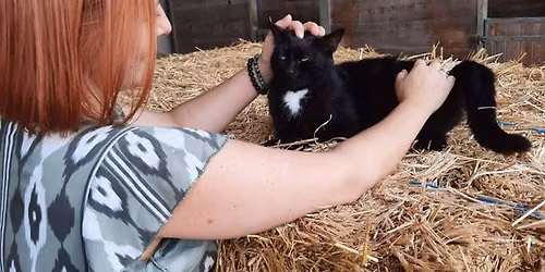 Formation initiation \u00e0 la communication animale