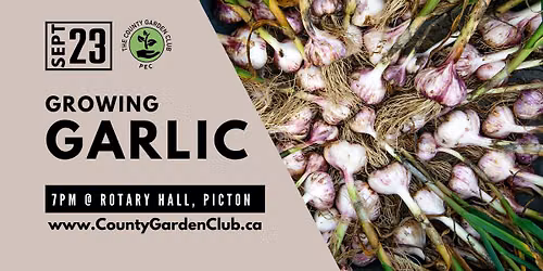 Growing Garlic