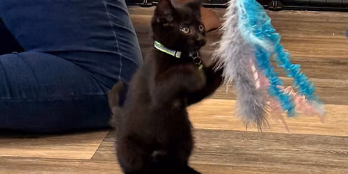 Socialize, Play or Adopt a cat or kitten  