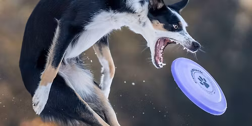 Dogfrisbee intenzivka