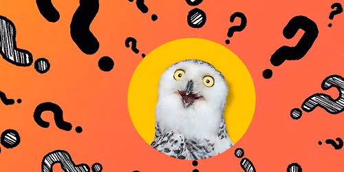 The Great 2025 Quiz Night