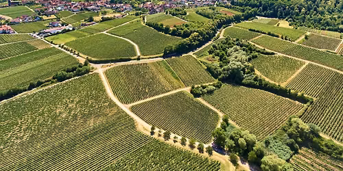 Masterclass: Faces of Pfalz: Terroir, Grapes and Styles