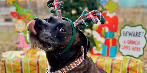 Doggie Holiday Pawty