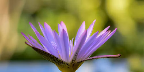 Reiki Beginners Workshop with Jaslyn