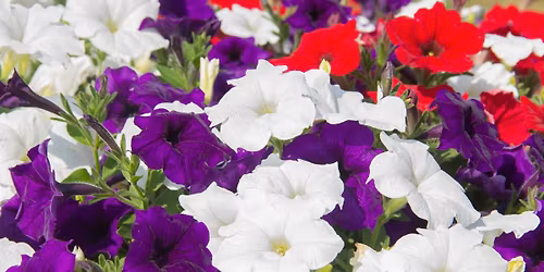 Spring in the Garden