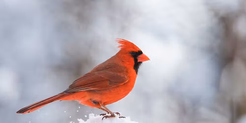 Little Kids, Big World: Cardinals