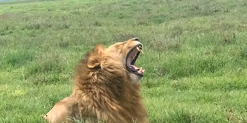 Exploring the wild side