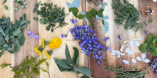 Foraging & Fermenting Class