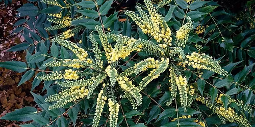 Celebrating Seasonal Foliage