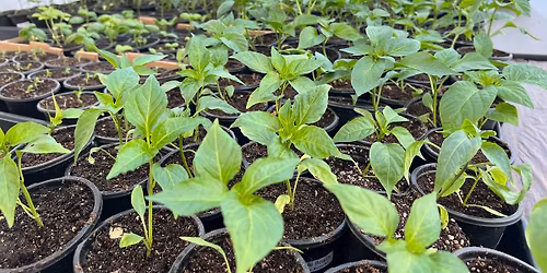 4th Annual Plant Sale