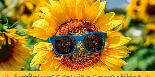 Jesters Squirrels Sunflower Competition