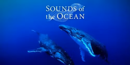\ud83d\udc0b Sounds of the Ocean