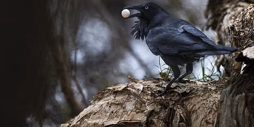 Photographing Birds in Coastal Habitats