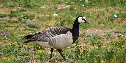 Free Guided Walk with Nature at Hanningfield Reservoir Essex WT