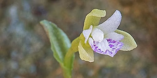Native Orchids of Florida with Craig Huegel, Author, Educator and Gardener