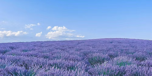 20-21 Giugno: Weekend sensoriale nei campi di lavanda
