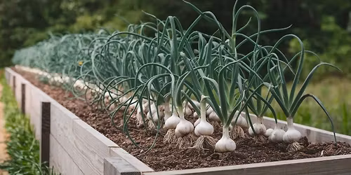 The GREAT GARLIC GATHERING!