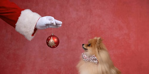 Holiday Sessions-Benefiting Old Dogs go to Helen