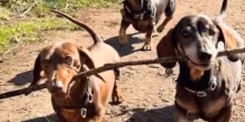 Nanaimo Weenie Walk