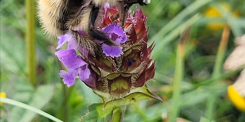 Bumblebee Safari