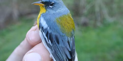 Introduction to Bird Banding