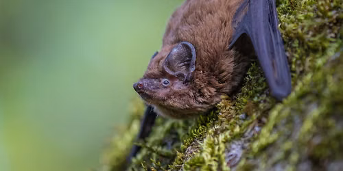 Balade naturaliste : \u00c9chos dans la nuit