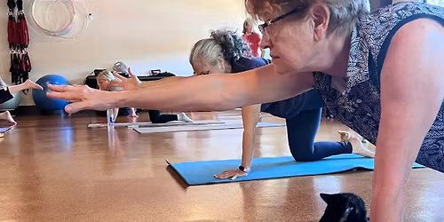 Kitty Yoga Class 2