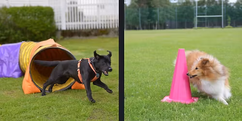 Pre-Agility: Forberedende grunnkurs