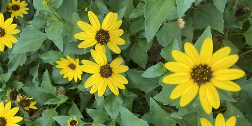 Drought-Tough & Florida-Friendly Plants