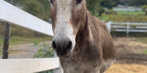 Donkey Cuddle Sessions