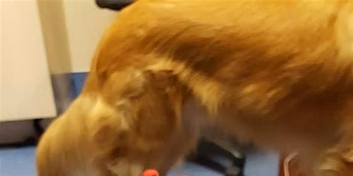 Training Class - Scent Detection