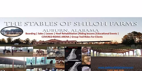 Long Lining\/Dressage lessons with Tom McManus