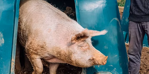 Chili voor Willy 2025