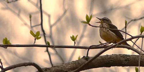 Animated Movie 'Migration' in celebration of Migratory Bird Day at Richland Crossing 12