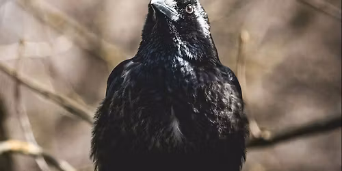 Welcome To Night Vale - Murder Night In Blood Forest with Erin McKeown at The Neptune Theatre