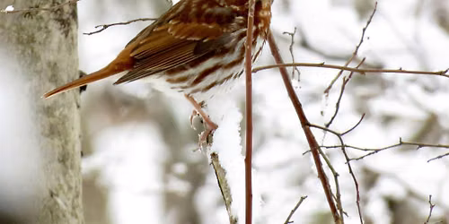 Resident Birds of Winter