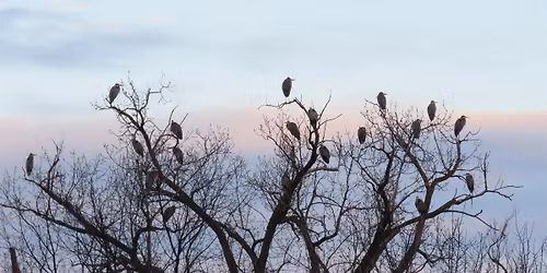 Birding at Rouge: Great Blue Herons