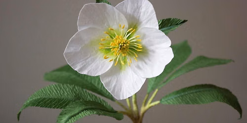 Create a Paper Hellebore Workshop