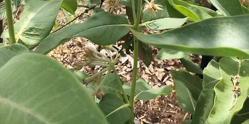 Lifecycles of native bees and how to attract them to your yard 