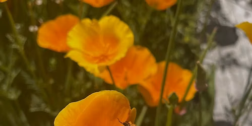 LIFECYCLES OF NATIVE BEES AND HOW TO ATTACT THEM TO YOUR YARD