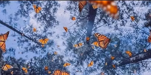 Monarch Migration Release 2026