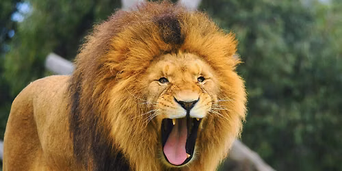 Safari Photography at Werribee Open Range Zoo-Wildlife Photography Course