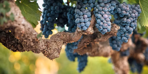Wine 101: Cabernet Sauvignon Around the World