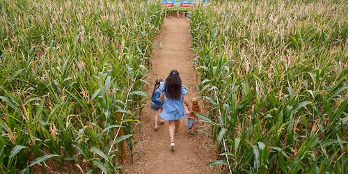 Millets Maize Maze
