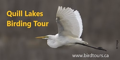 Quill Lakes Birdwatching Tour