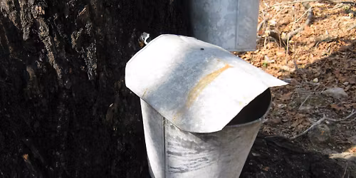 Maple Syrup: Short & Sweet Program (Morning)