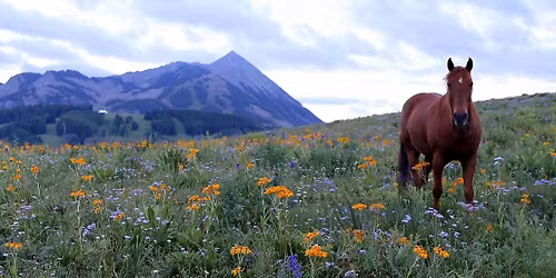 Parking Salish Kootenai Bison at Montana Grizzlies Mens Basketball