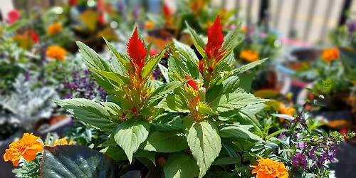 Beat the Heat with Beautiful Containers!