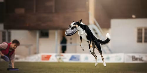 Dogfrisbee v\u00edkend