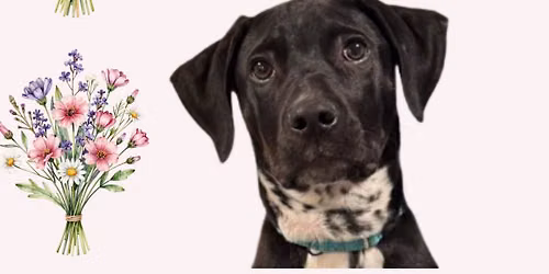 Dog Adoption Event at Sayville Farmer's Market